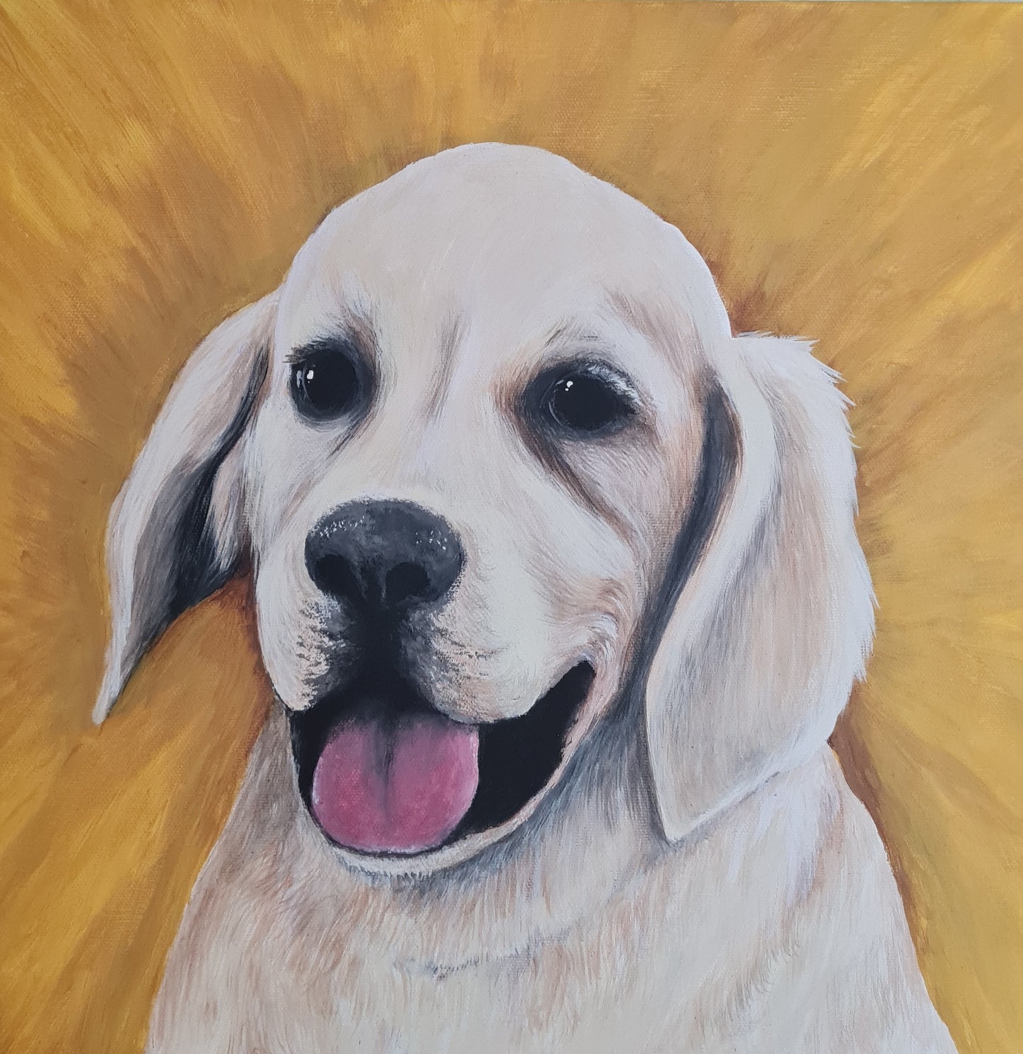 Pet Portraits