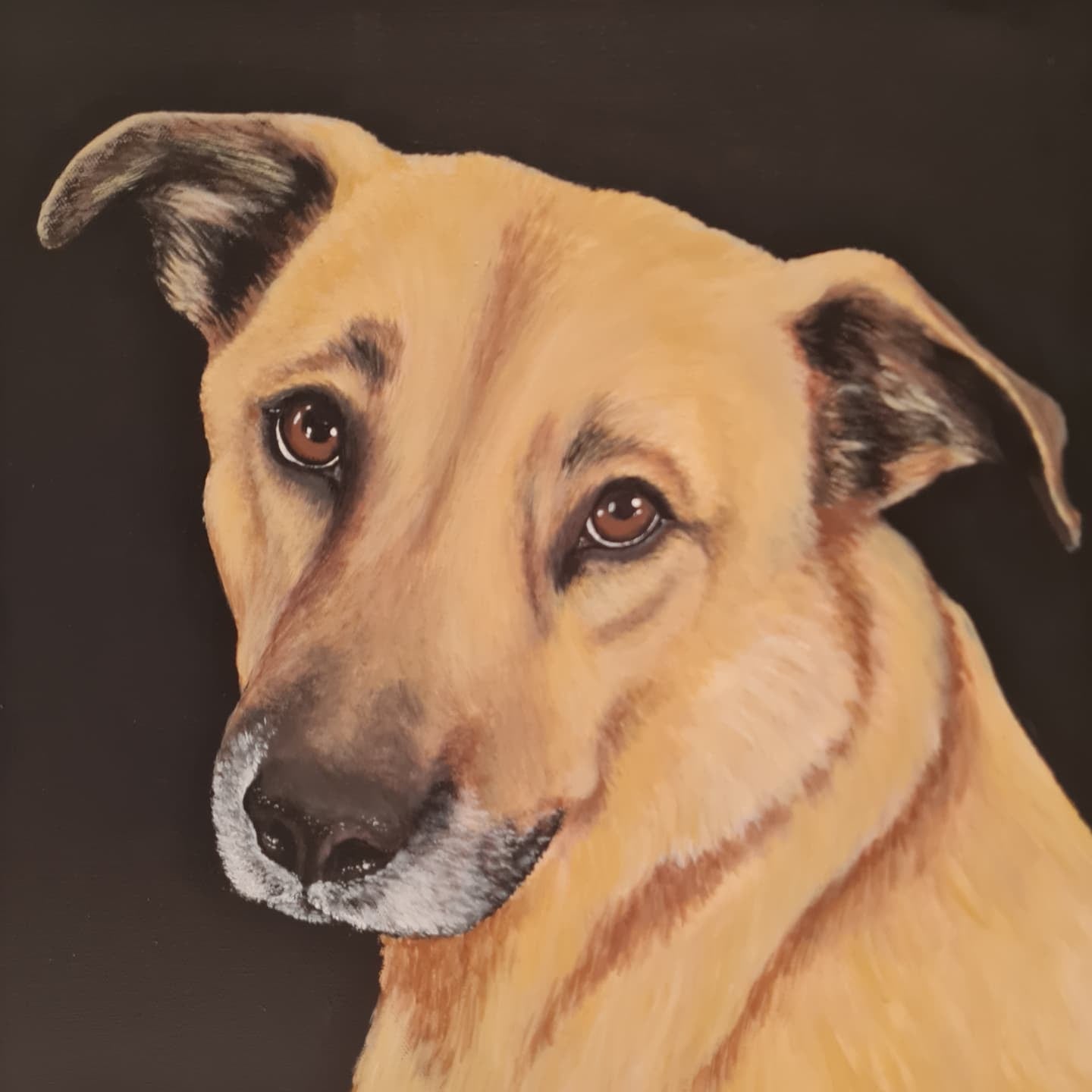 Pet Portraits