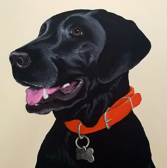 Pet Portraits